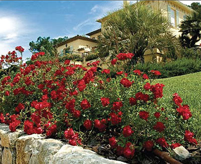 ROSE DRIFT 'RED' G2