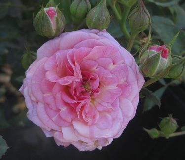 ROSE DRIFT 'SWEET'  G2