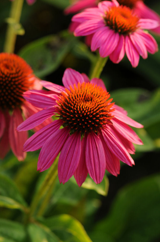 ECHINACEA 'POWWOW WILD BERRY'  17CM PTW