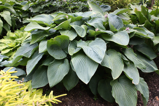 Hosta 'EMPRESS WU' - 1 Gallon (PW)