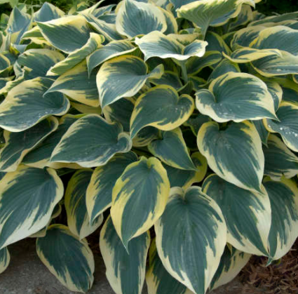 Hosta 'FIRST FROST' - 1 Gallon