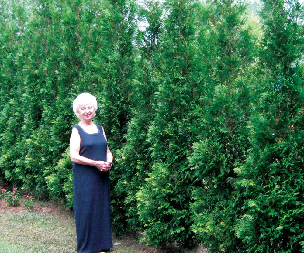 Arborvitae 'FULL SPEED A HEDGE®' (Thuja Occ.) - 3 Gallon
