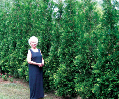 Arborvitae 'FULL SPEED A HEDGE®' (Thuja Occ.) - 3 Gallon