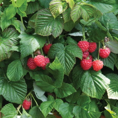 Rubus 'RASPBERRY SHORTCAKE' Raspberry Bush - 2 Gallon