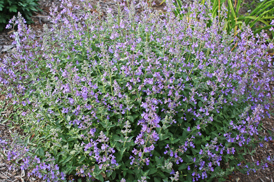 'JUNIOR WALKER' Nepeta - 1 Gallon