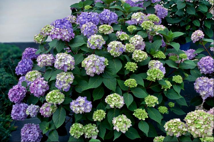 Hydrangrea (Mac) 'BLOOMSTRUCK'® - 2 Gallon (ES)