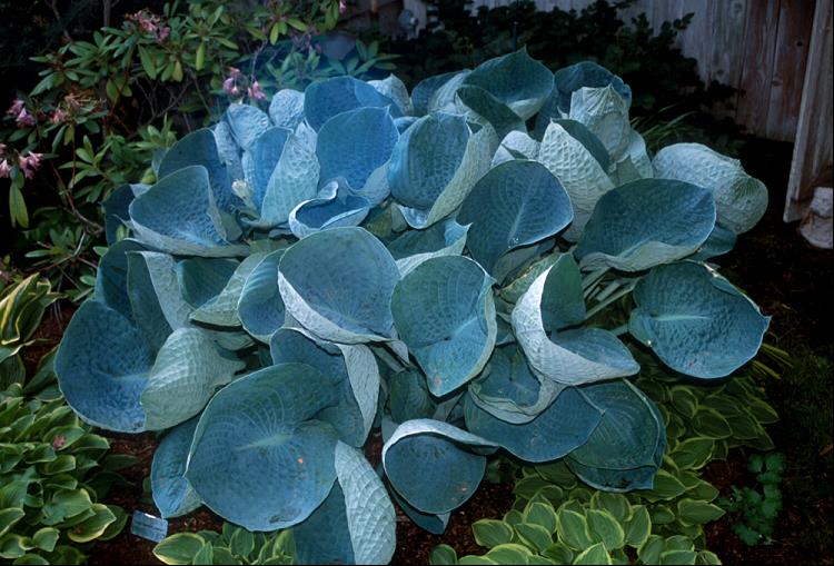 Hosta 'ABIQUA DRINKING GOURD' - 1 Gallon
