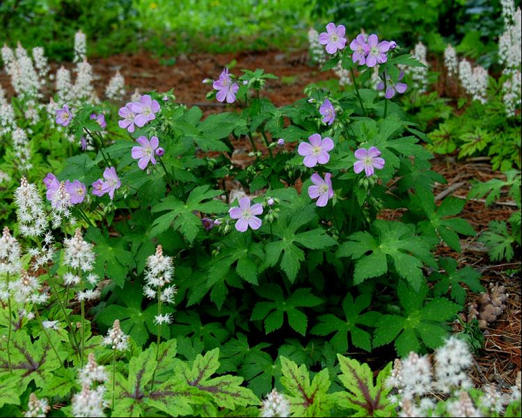 GERANIUM MACULATUM - 1 Gallon