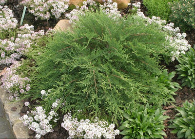 Siberian Cypress 'CELTIC PRIDE'® - 3 Gallon (PW)
