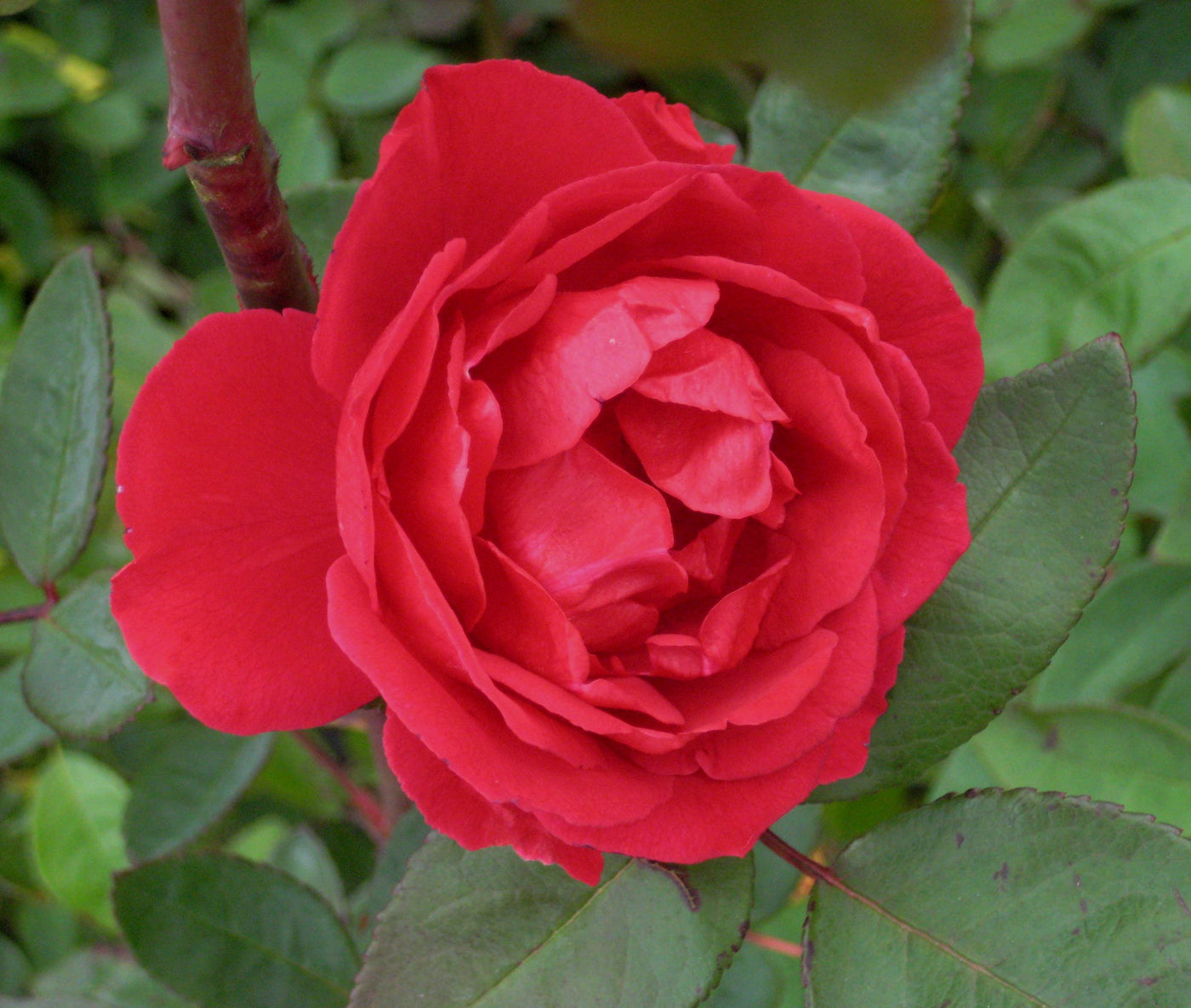 Rose 'BLAZE' - 2 Gallon