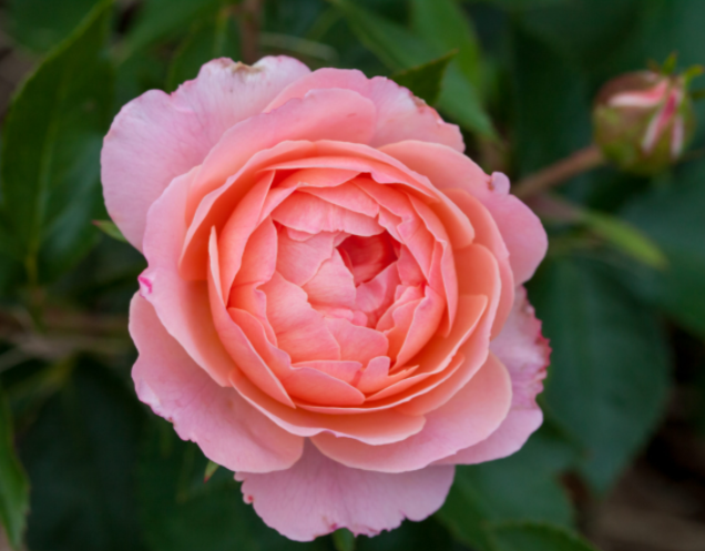 Rose 'CALYPSO' - 2 Gallon