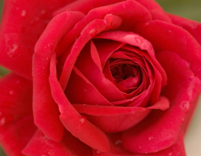Rose 'KASHMIR' - 2 Gallon