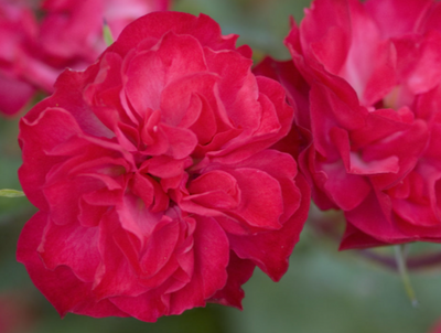 Rose 'MYSTIC FAIRY'® - 2 Gallon