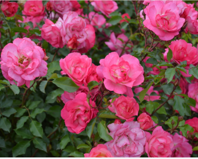 Rose 'SUNRISE SUNSET' - 2 Gallon