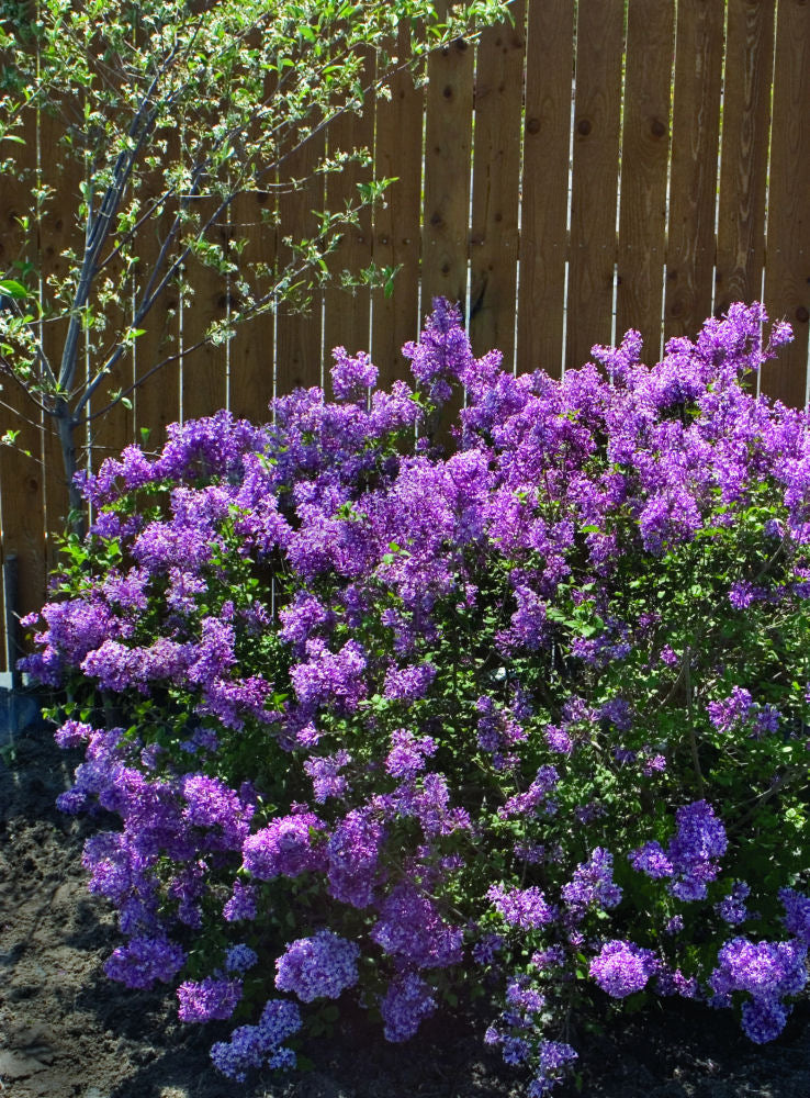 SYRINGA X BLOOMERANG® DK PURPLE G3 15" PW