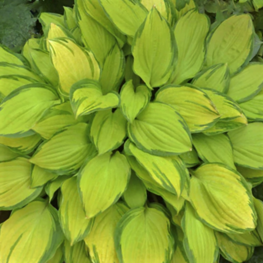 HOSTA 'ISLAND BREEZE'  19CM PTW