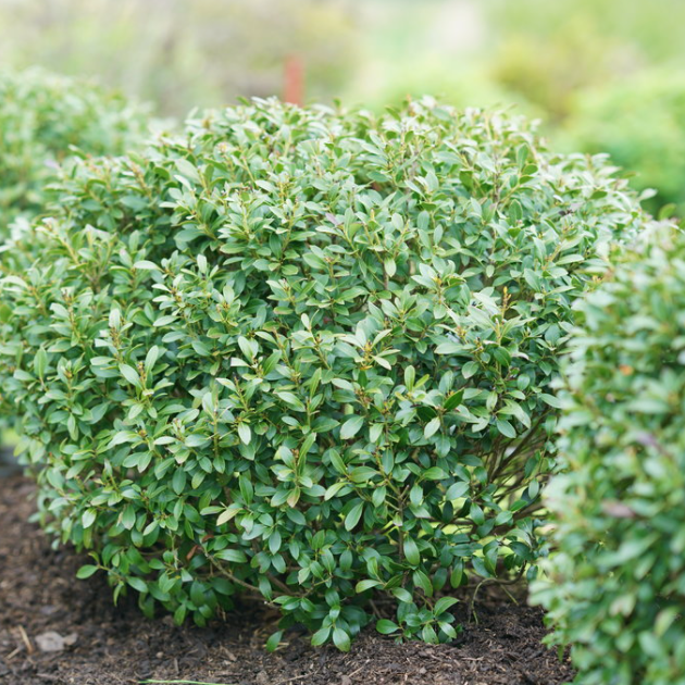 Ilex Glabra 'STRONG BOX'  - 3 Gallon (PW)