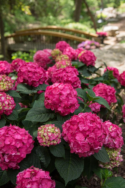 Hydrangea (Mac) 'SUMMER CRUSH'® - 3 Gallon (ES)