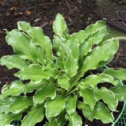Hosta 'WHEEE' - 1 Gallon (PW)