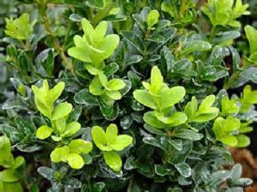 Buxus 'CALGARY' (Boxwood) - 3 Gallon