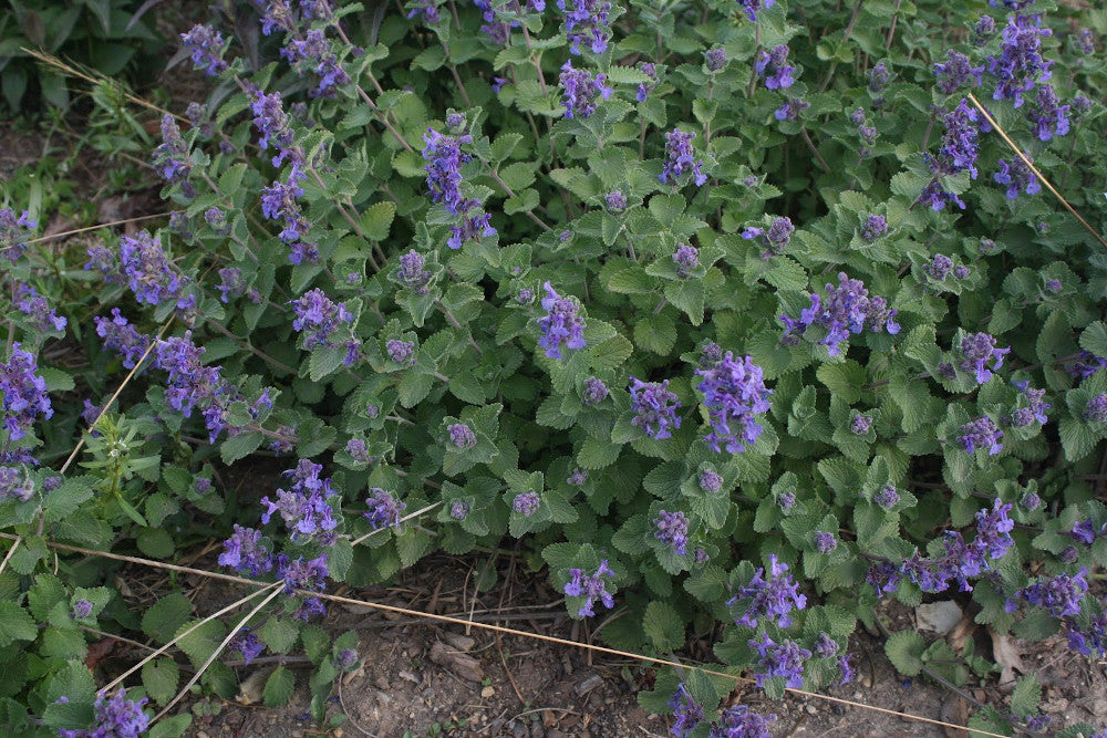 'EARLY BIRD' Nepeta - 1 Gallon