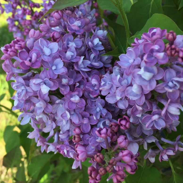 SYRINGA X 'SCENTARA® DOUBLE BLUE'  G3 18" PW
