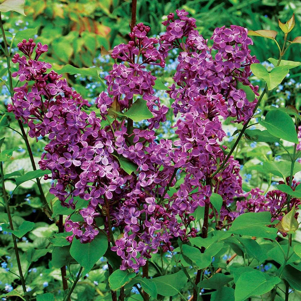 Syringa 'POCAHONTAS' - 3 Gallon