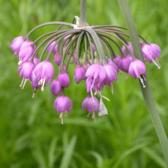 Allium Cernuum - 1 Gallon (American Beauties)
