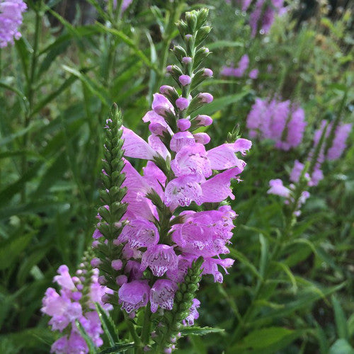 Physostegia 'PINK MANNERS' - 1 Gallon (American Beauties)