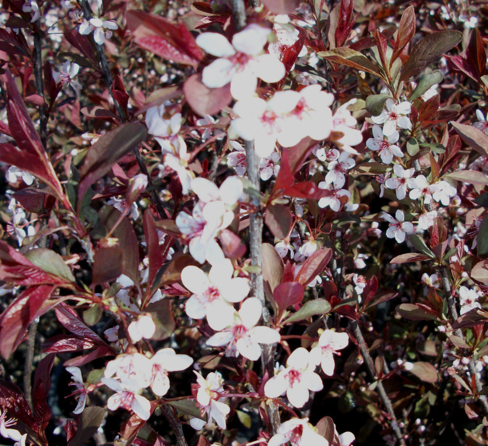 PRUNUS 'CISTENA' - 3 Gallon Pot