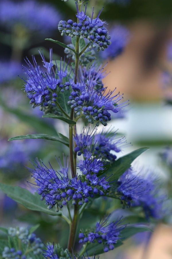 CARYOPTERIS X C. 'DARK KNIGHT'  G2