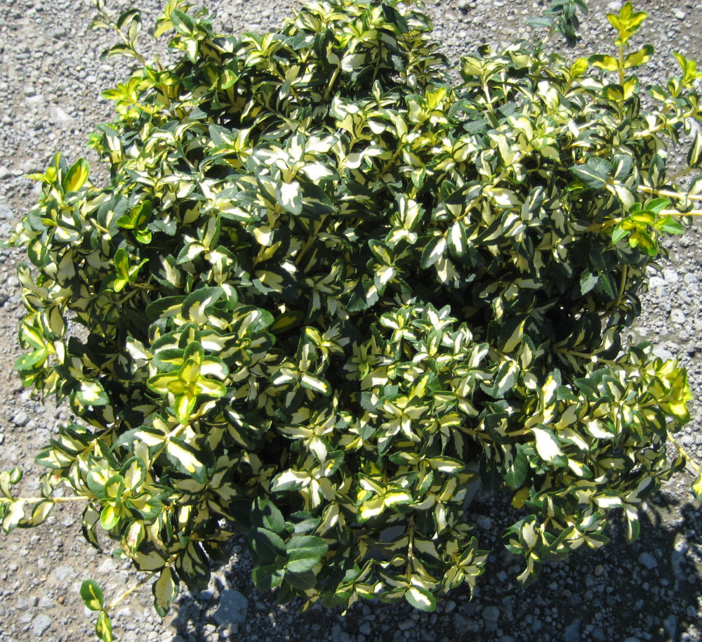 Euonymus 'MOONSHADOW' - 2 Gallon