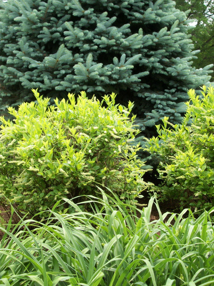 Itea 'HENRY'S GARNET' (Sweetspire) - 3 Gallon