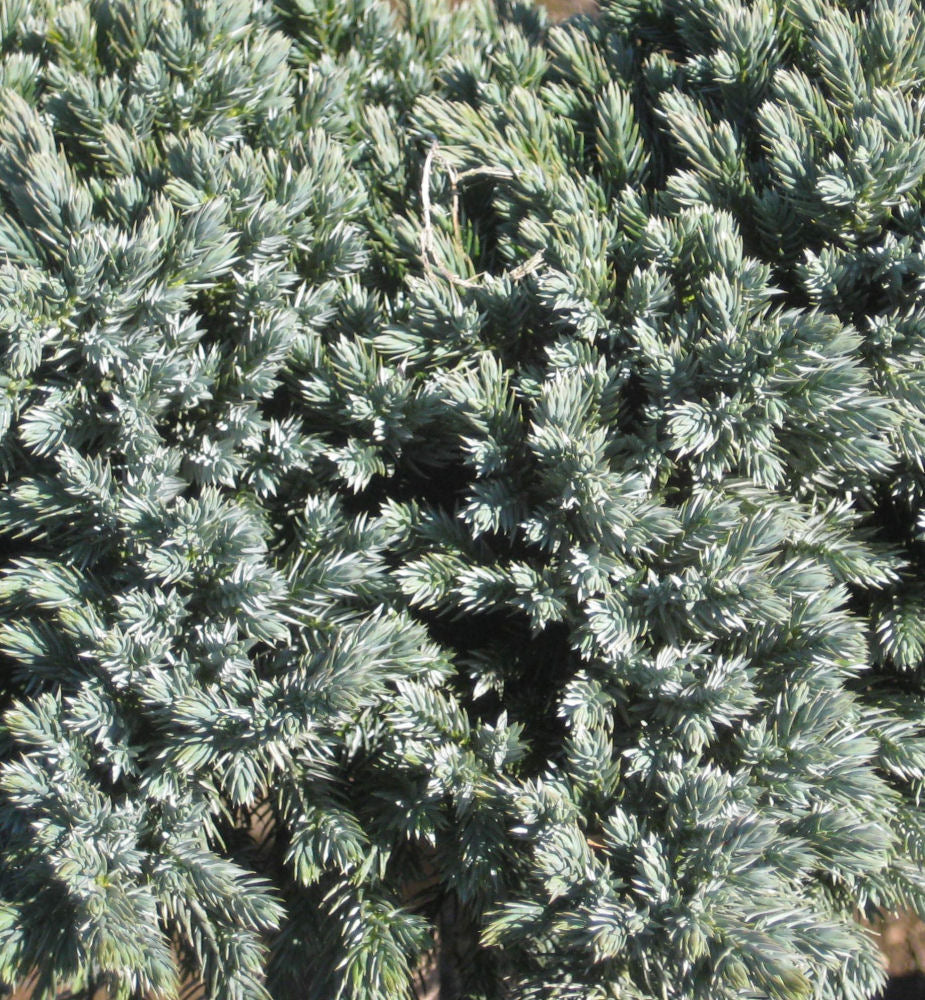 Juniper 'BLUE STAR' - 3 Gallon