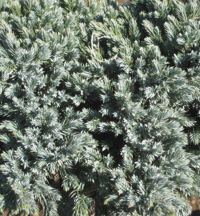 Juniper 'BLUE STAR' - 3 Gallon