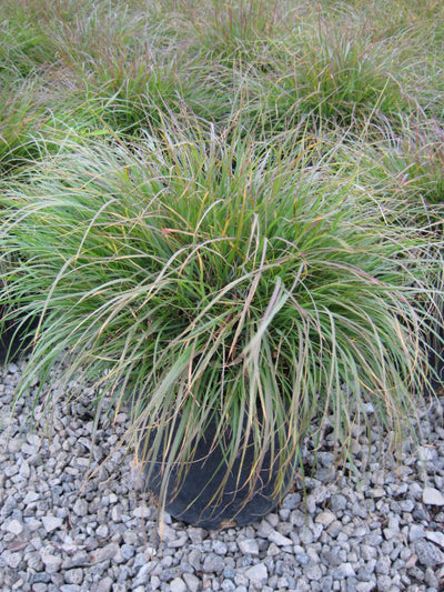 GRASS - 'HAMELN' Pennisetum  - 3 Gallon