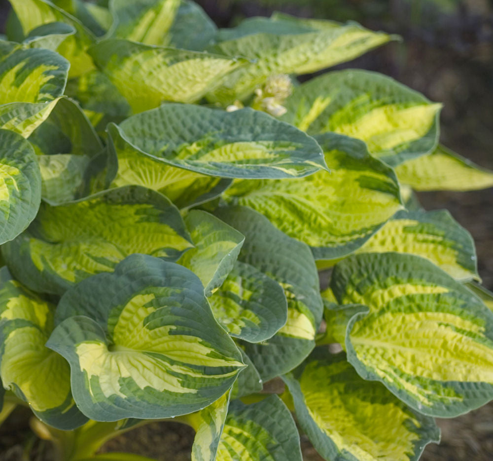 Hosta 'GREAT EXPECTATIONS' - 1 Gallon