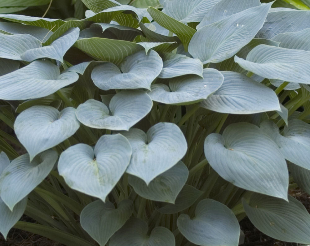 Hosta 'HALCYON' - 1 Gallon