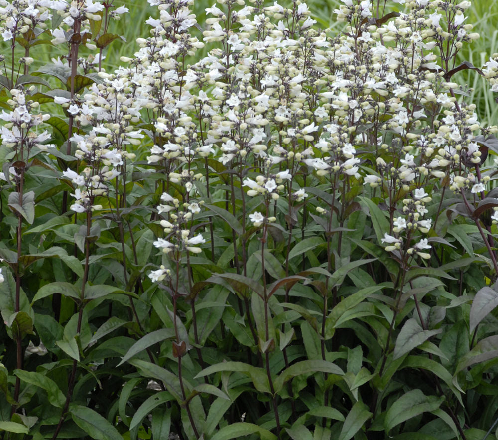Penstemon 'HUSKER RED' - 1 Gallon (American Beauties)