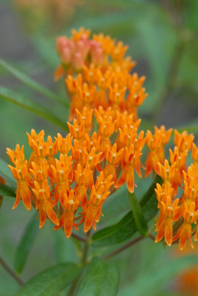 ASCLEPIAS TUBEROSA G1 AB