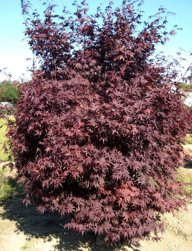 Acer 'CRIMSON PRINCE' (Japanese Maple) - 3 Gallon