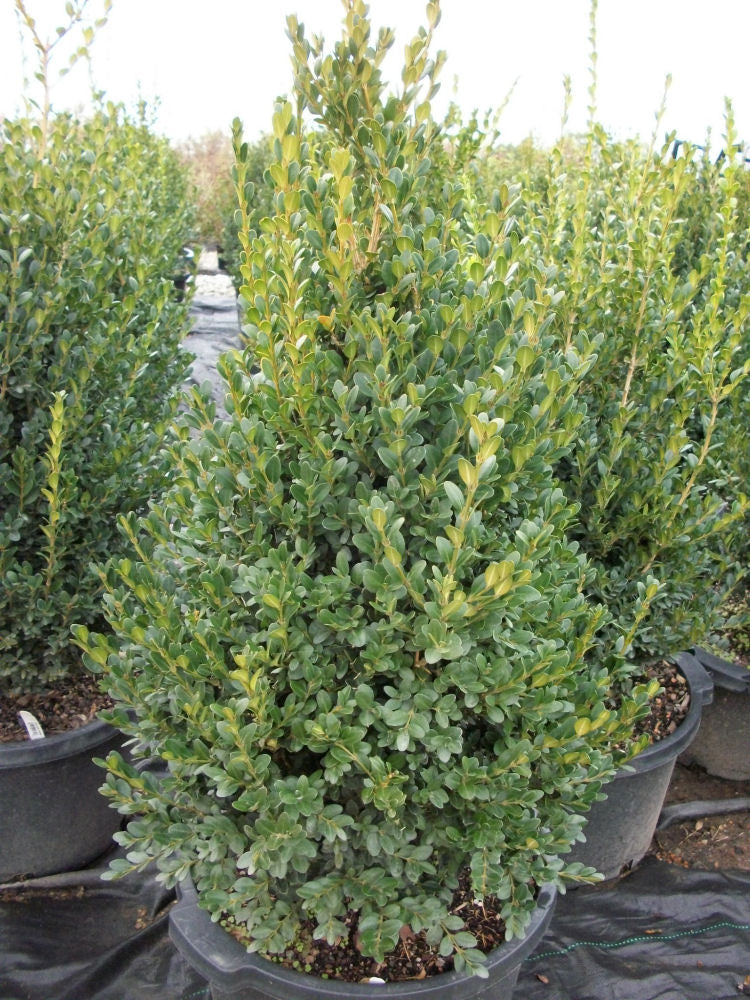 Buxus 'GREEN MOUNTAIN' (Boxwood) - 3 Gallon