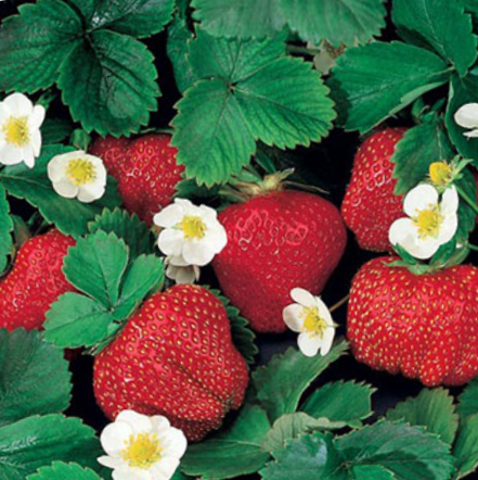 Fragaria 'OZARK BEAUTY' Strawberry - 1 Gallon