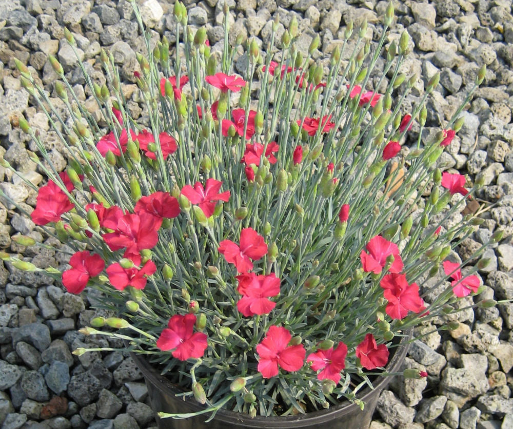 Dianthus 'FROSTY FIRE' - 1 Gallon