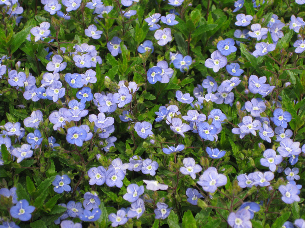 Veronica 'GEORGIA BLUE' - 1 Gallon
