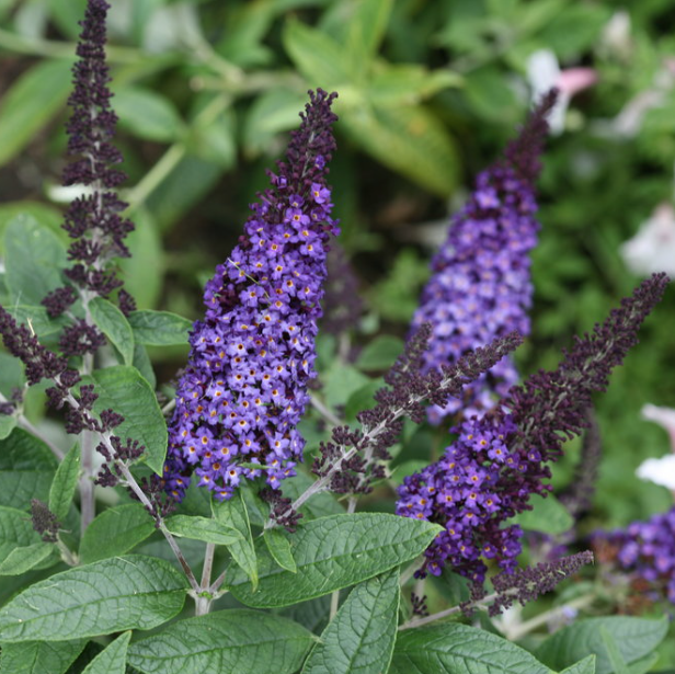 BUDDLEIA 'PUGSTER BLUE'®  G3 PW