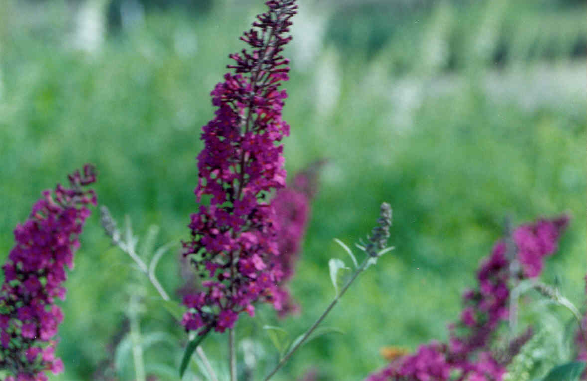 BUDDLEIA 'BLACK KNIGHT'  G3