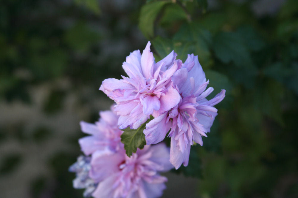 HIBISCUS S. 'BLUSHING BRIDE'  G3 18"