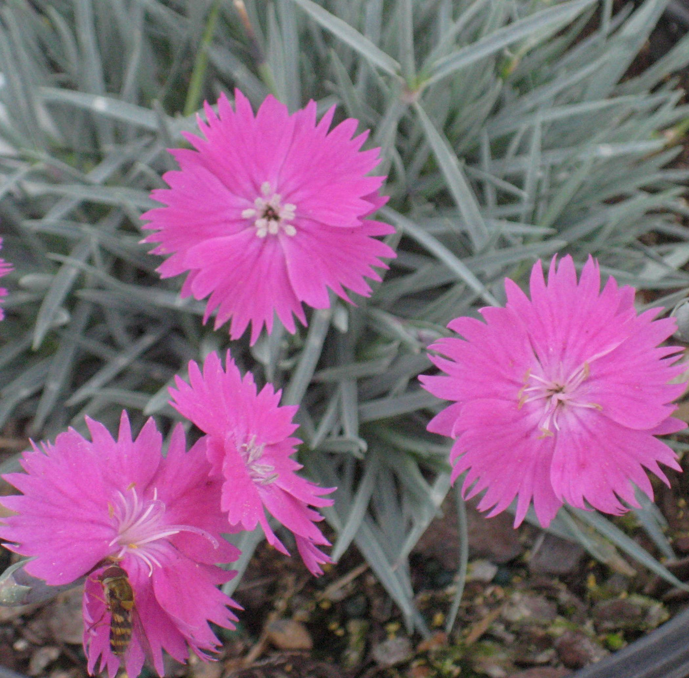Dianthus 'FIREWITCH' - 1 Gallon