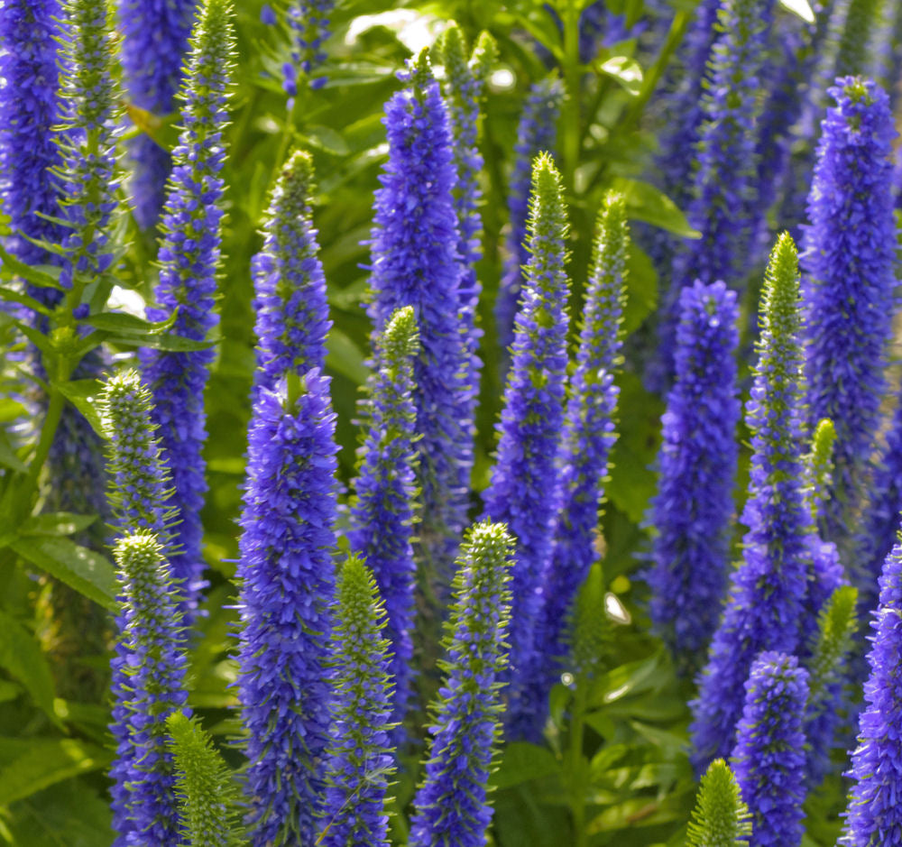 Veronica 'ROYAL CANDLES' - 1 Gallon
